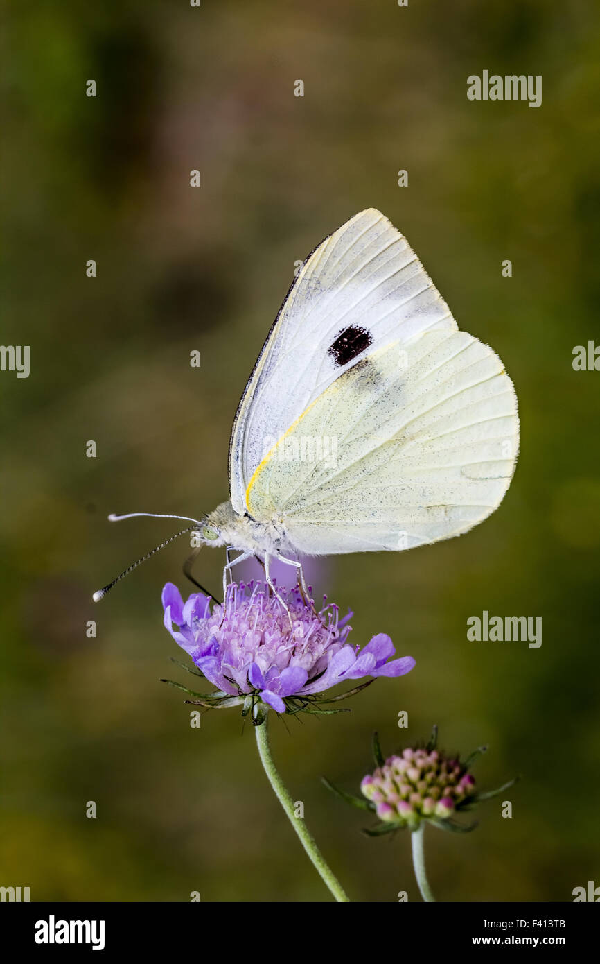 Pieris Brassicae, Large White, Kohlweißling Stockfoto