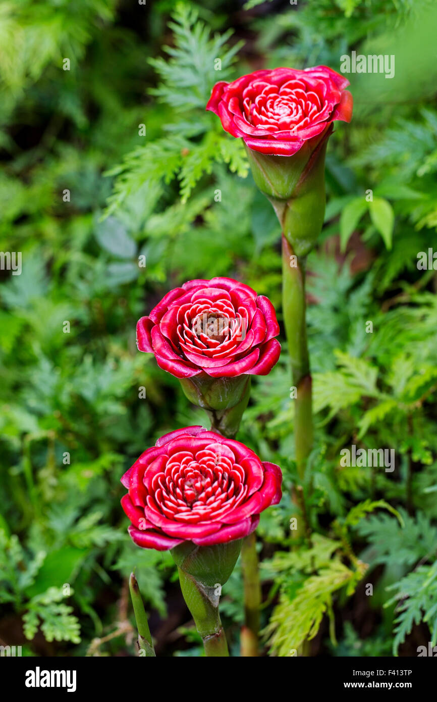 Rose von Siam; Etlingera Corneri; Zingiberaceae; Hawaii Tropical Botanical Garden Naturschutzgebiet; Big Island, Hawaii, USA Stockfoto