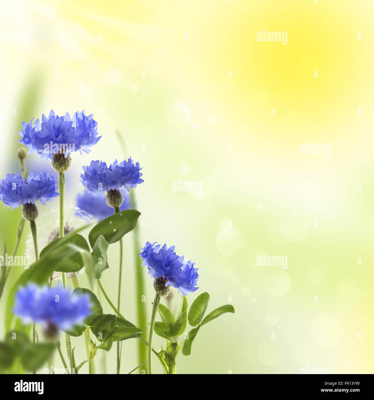 Collage mit blauen Kornblumen. Stockfoto