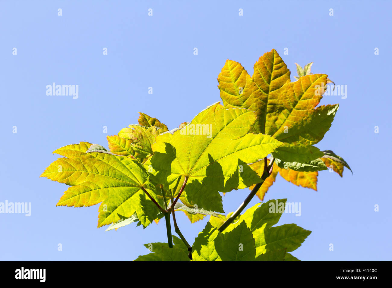 Rebe-Ahorn, Acer Circinatum im Sommer Stockfoto