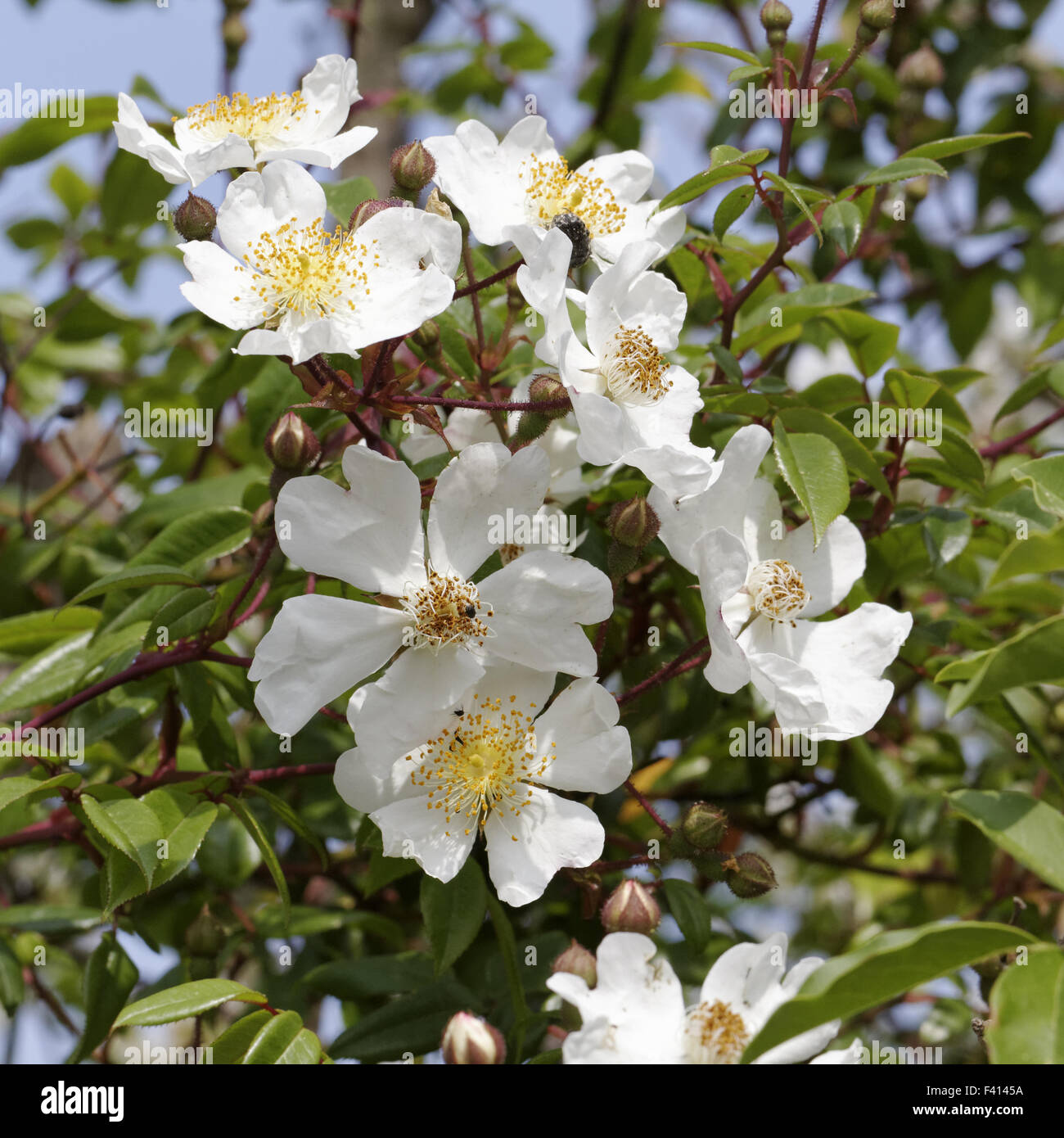 Rosa Sempervirens, immergrüne Rose Stockfotografie Alamy