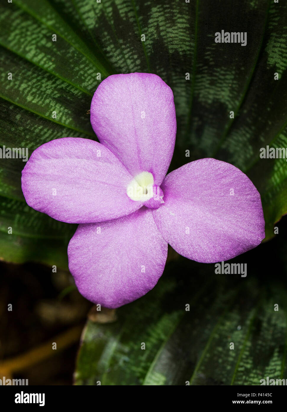 Birmanische Rubin; Zingiber SP.; Zingiberaceae; Hawaii Tropical Botanical Garden Naturschutzgebiet; Big Island, Hawaii, USA Stockfoto