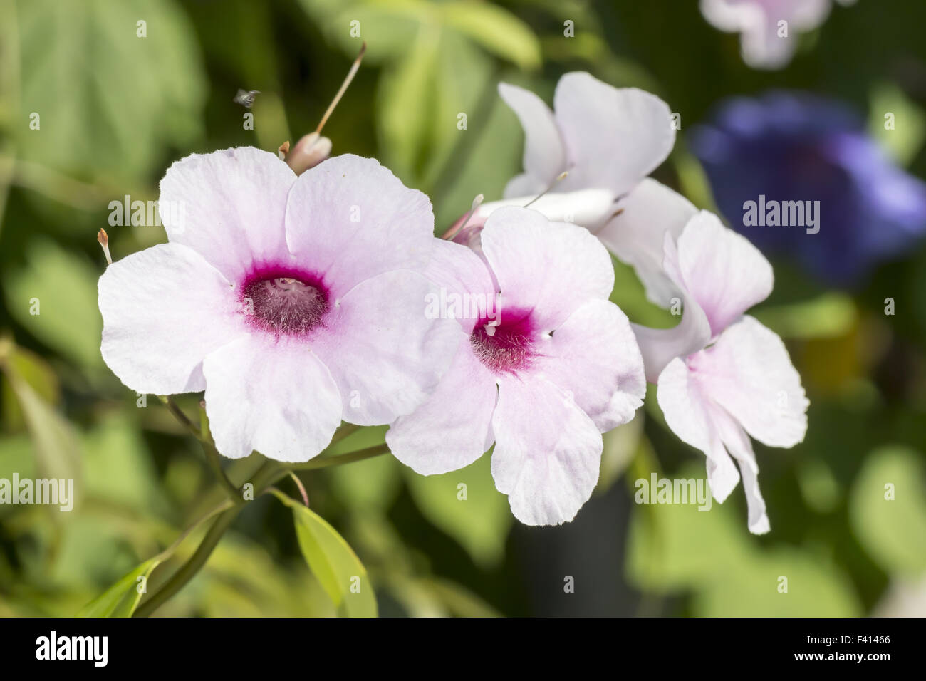 Pandorea-Jasminoides, australische Pflanze Stockfoto