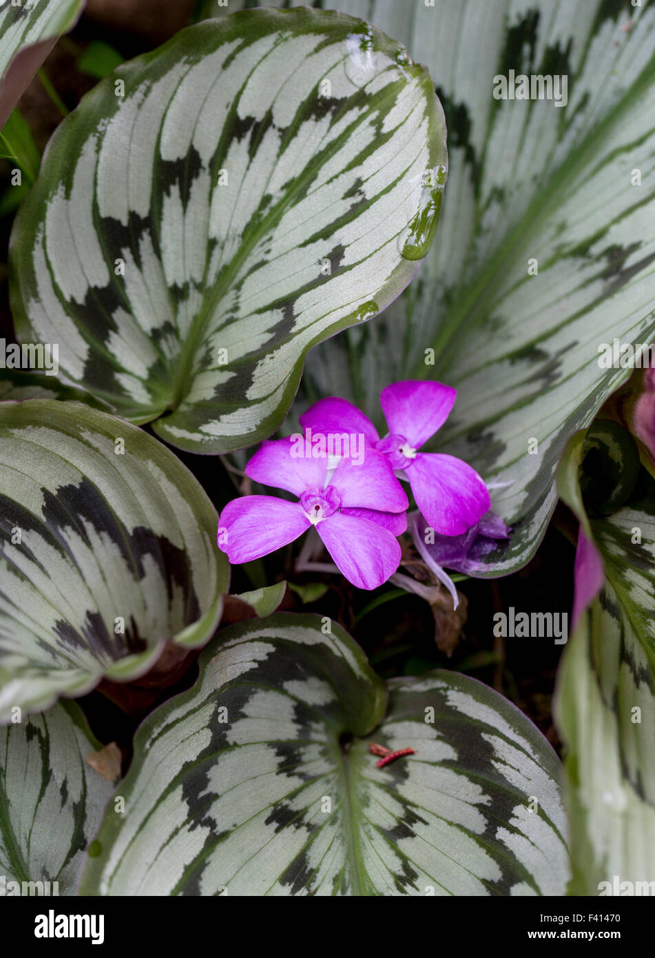 Kaempferia pulchra Fotos und Bildmaterial in hoher Auflösung Alamy