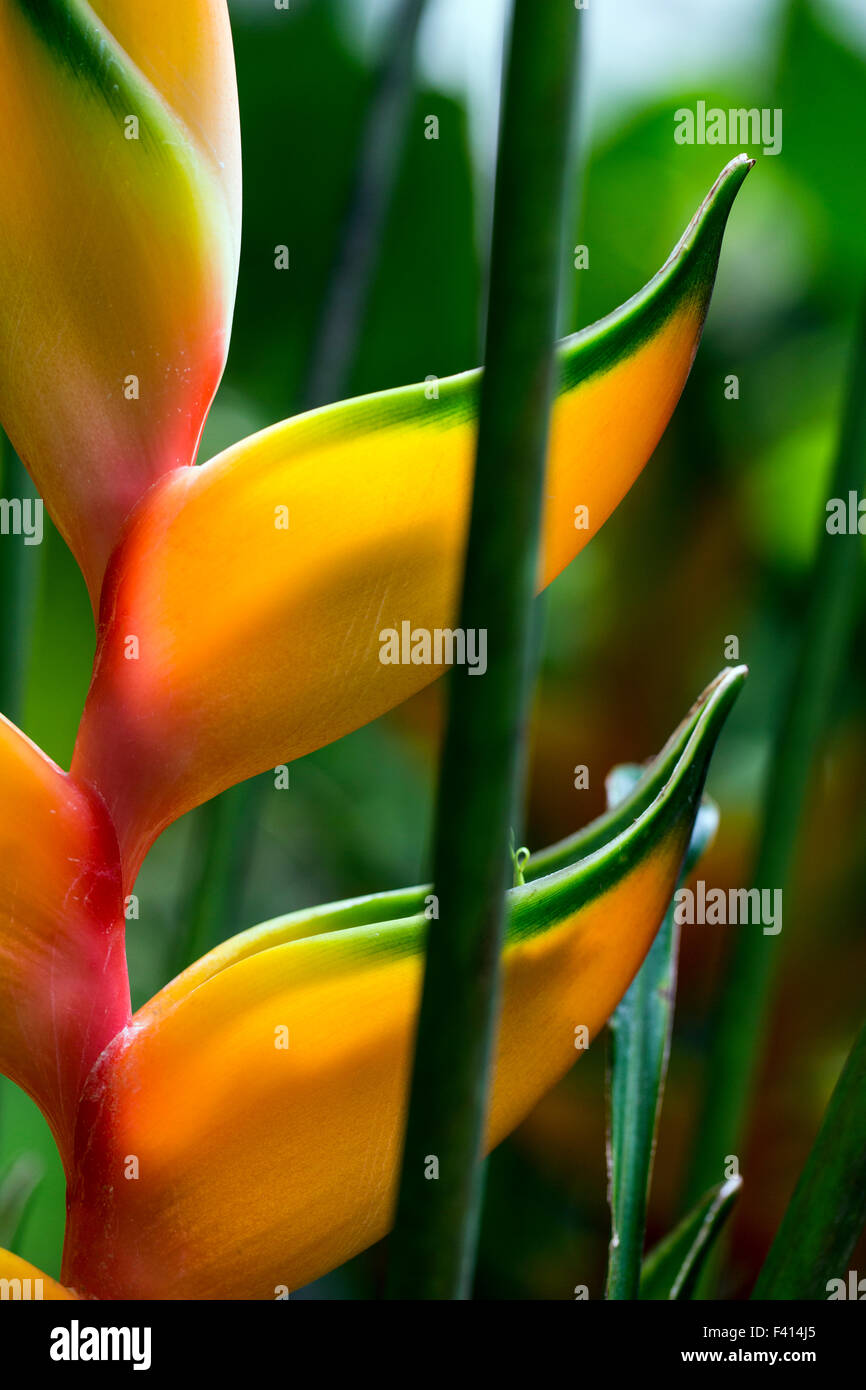 Heliconia Bihai "Peachy Pink"; Hawaii Tropical Botanical Garden Naturschutzgebiet; Big Island, Hawaii, USA Stockfoto