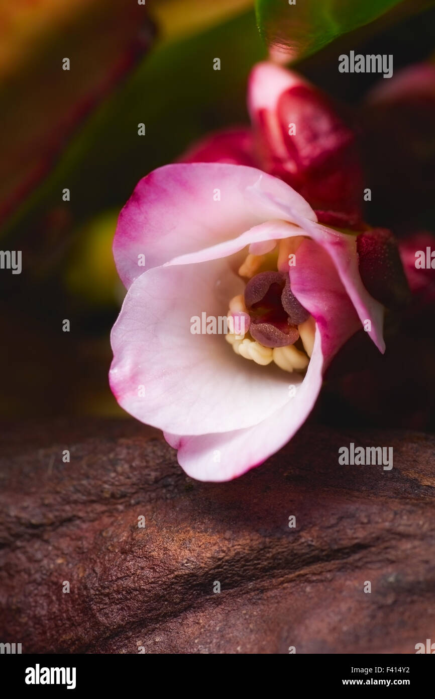Frühling Blumen Bergenie. im Freien Schuss Stockfoto