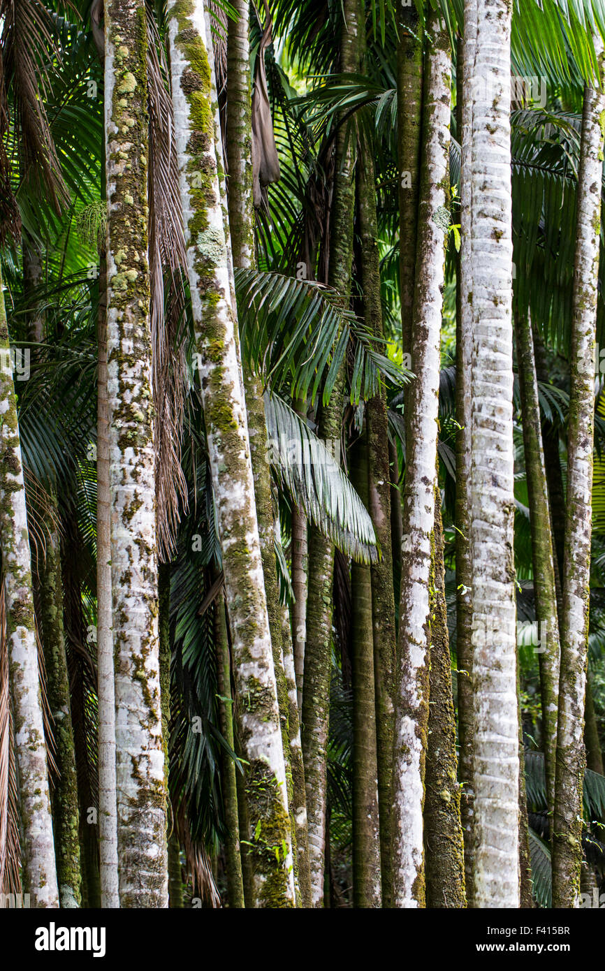 Alexandra Palme; König Palm; Hilo Palm; Archontophoenix gedeihen; Hawaii Tropical Botanical Garden Naturschutzgebiet; Big Island Stockfoto