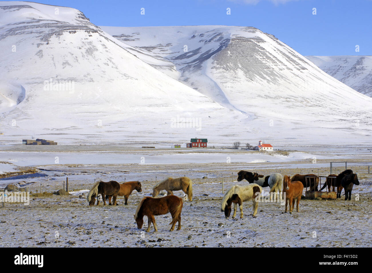 Iceandic Pferde im winter Stockfoto