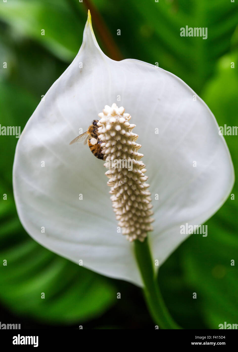 Honigbiene (Apis Mellifera) auf eine Friedens-Lilie; Spatha Blume; Aronstabgewächse; Spathiphyllum sp.; Hawaii Tropical Botanical Garden Stockfoto