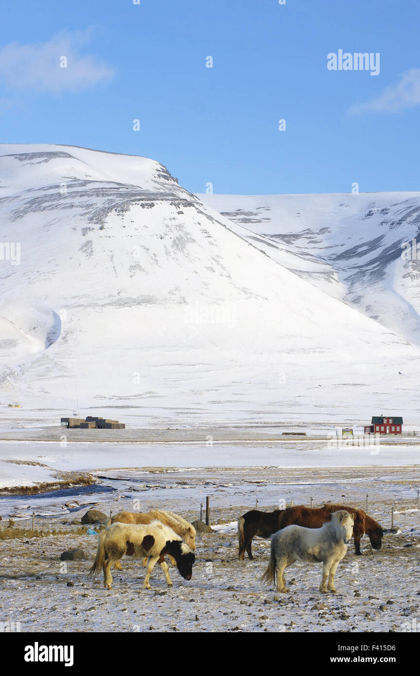 Iceandic Pferde im winter Stockfoto