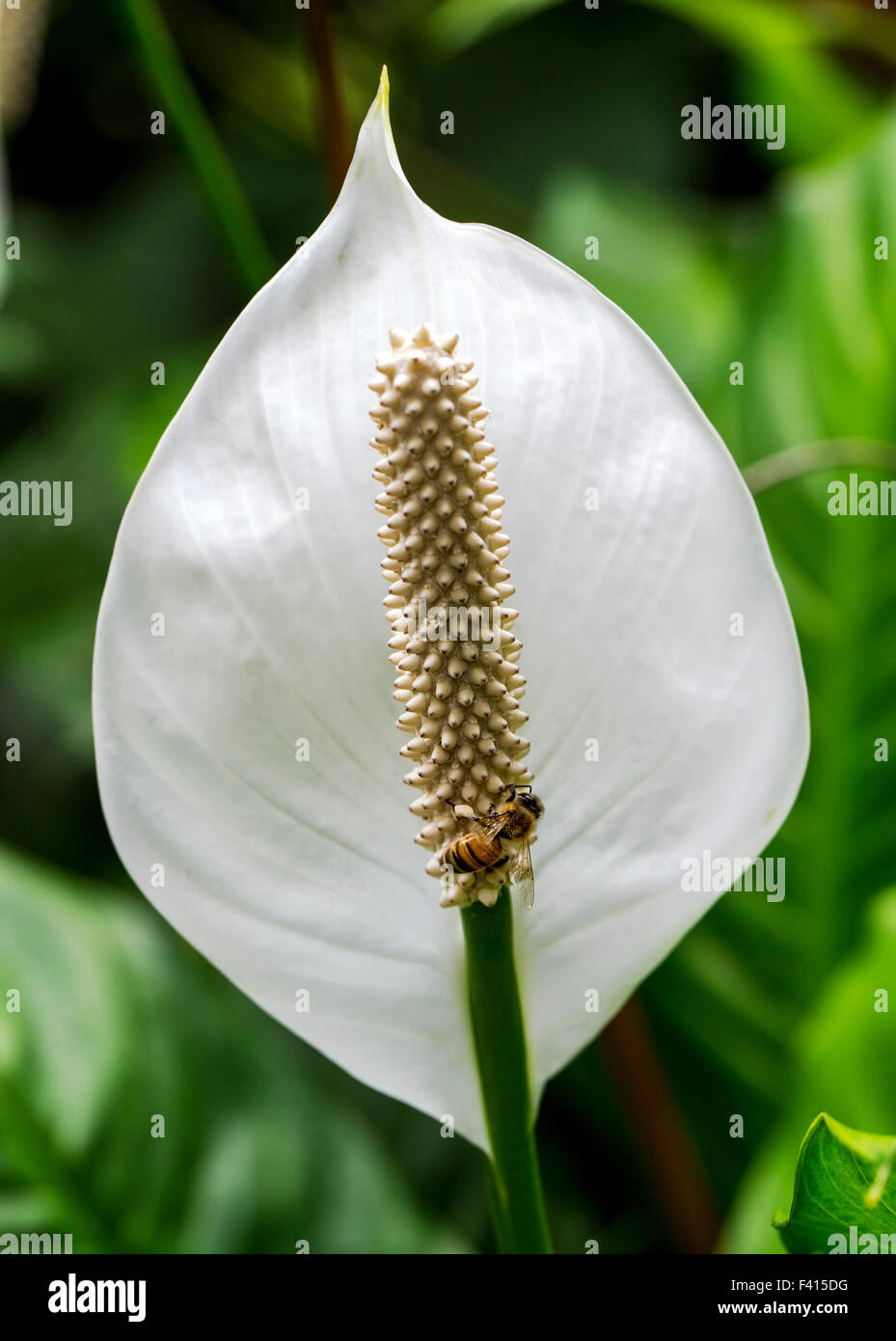 Honigbiene (Apis Mellifera) auf eine Friedens-Lilie; Spatha Blume; Aronstabgewächse; Spathiphyllum sp.; Hawaii Tropical Botanical Garden Stockfoto