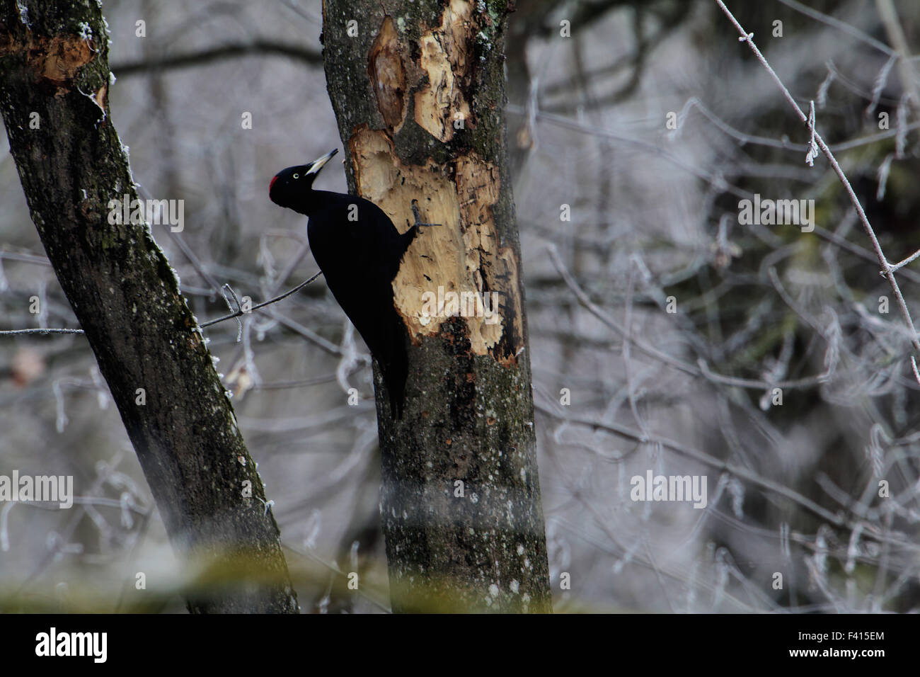 Dryocopus Martius, Schwarzspecht Stockfoto