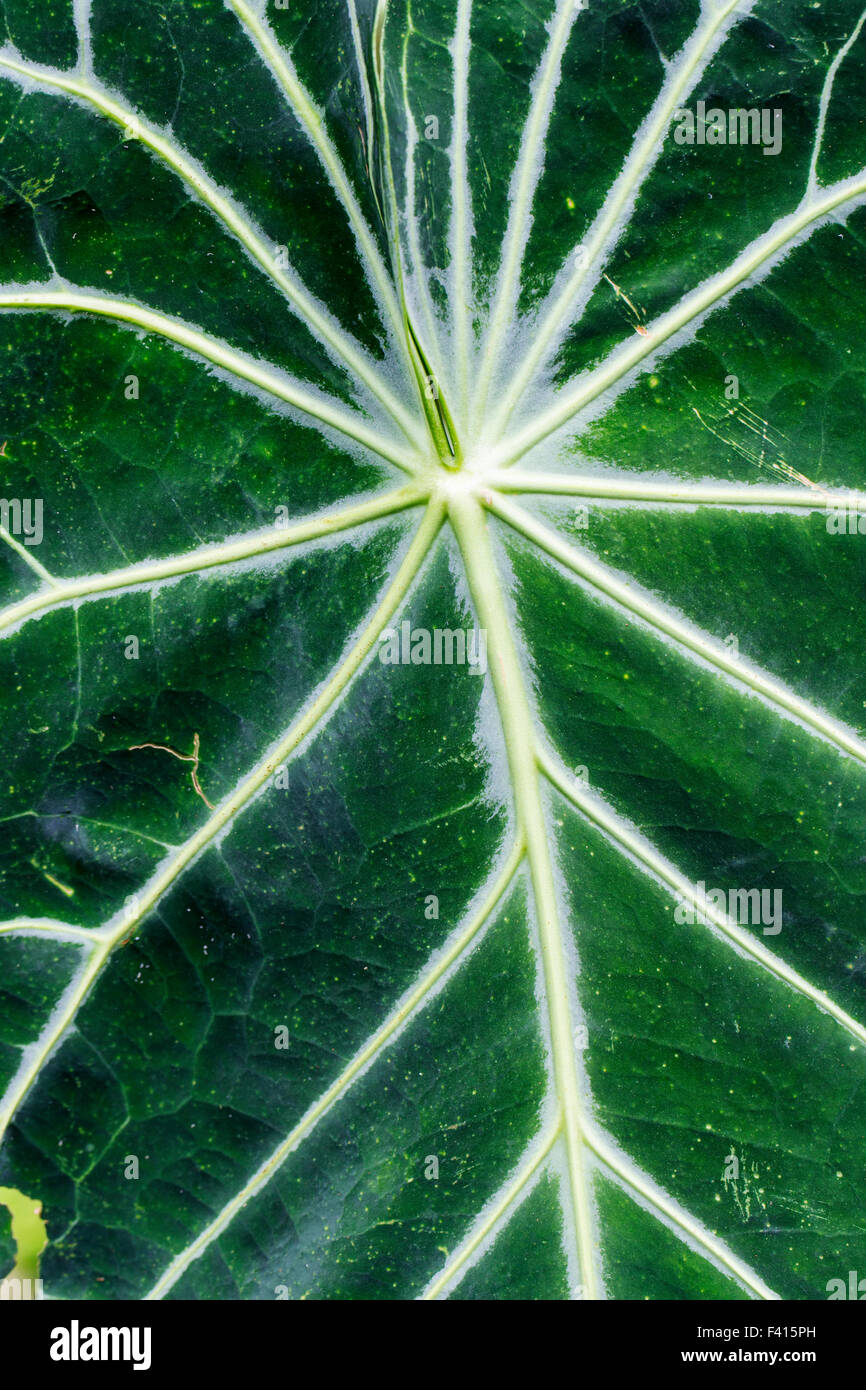 Blatt eines Jackfruit-Baumes; Artocarpus Heterophyllus; Moraceae; Brotfrucht; Hawaii Tropical Botanical Garden-Naturschutzgebiet Stockfoto