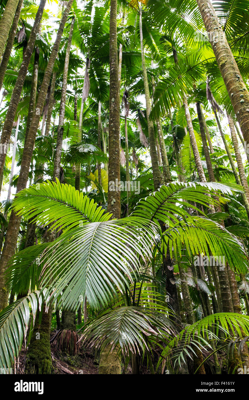 Palmwedel; Hawaii Tropical Botanical Garden Naturschutzgebiet; Big Island, Hawaii, USA Stockfoto