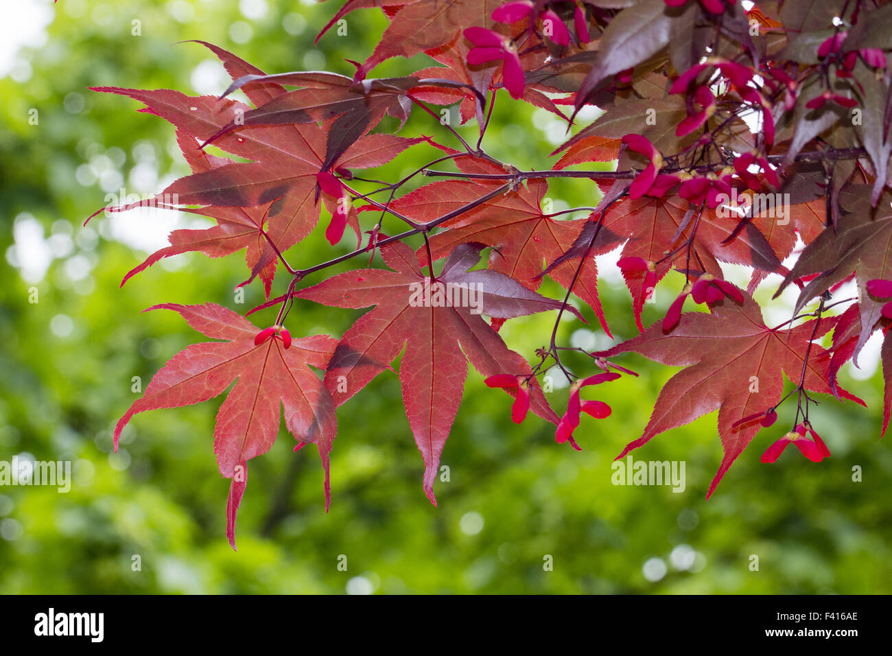 Acer Palmatum, japanischer Ahorn in Deutschland Stockfoto