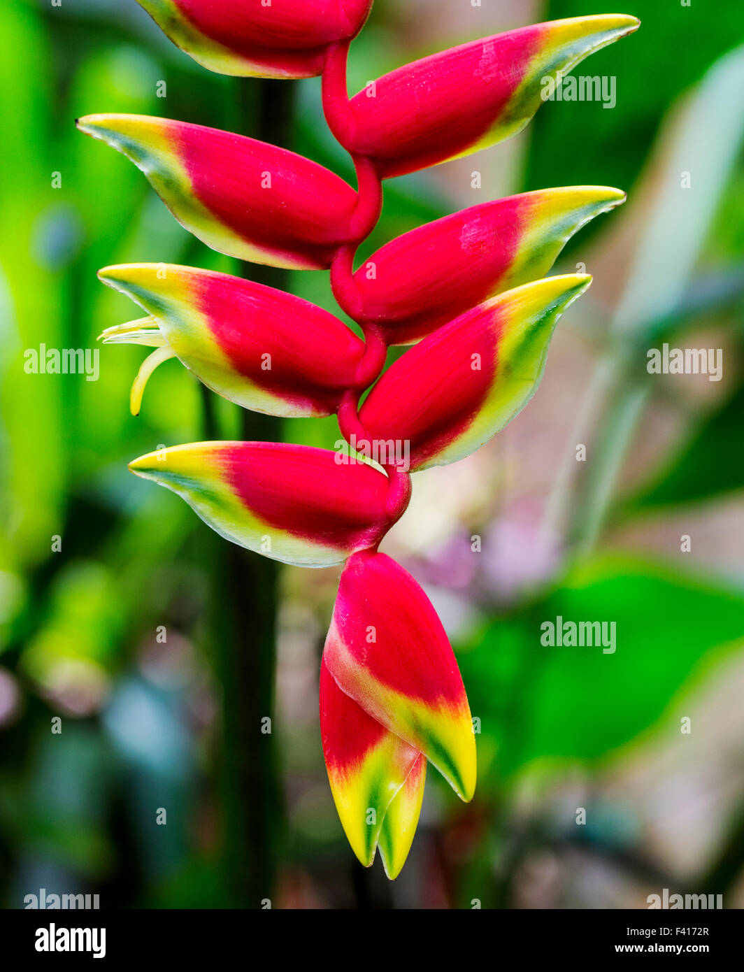 Wildblumen, hängende Hummergreifer, Heliconia Rostrata, Heliconiaceae, Hawaii Tropical Botanical Garden Natur bewahren; Hawaii Stockfoto