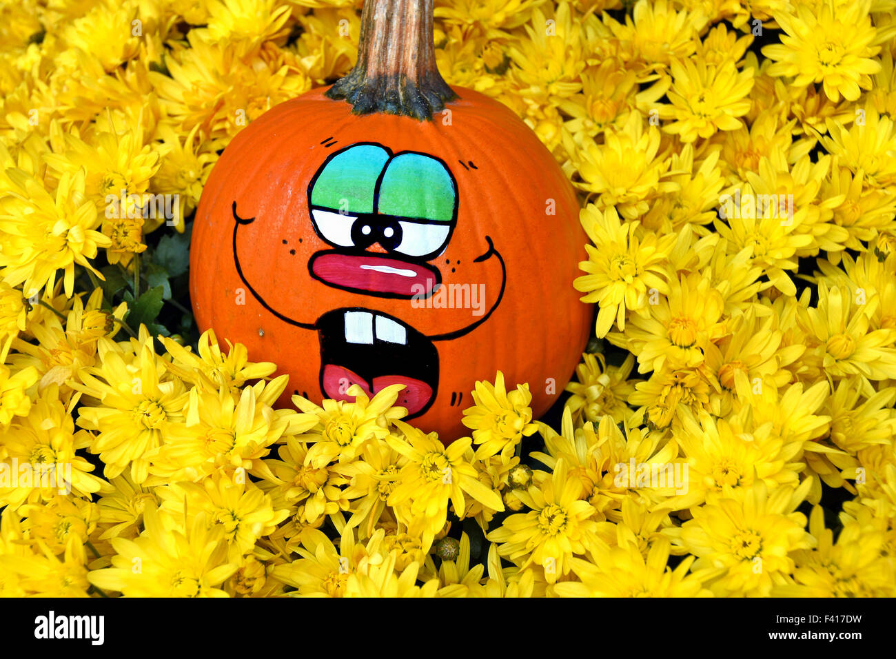 Lustige Halloween-Kürbis mit bemaltem Gesicht in leuchtend gelben Herbst Mütter. Stockfoto