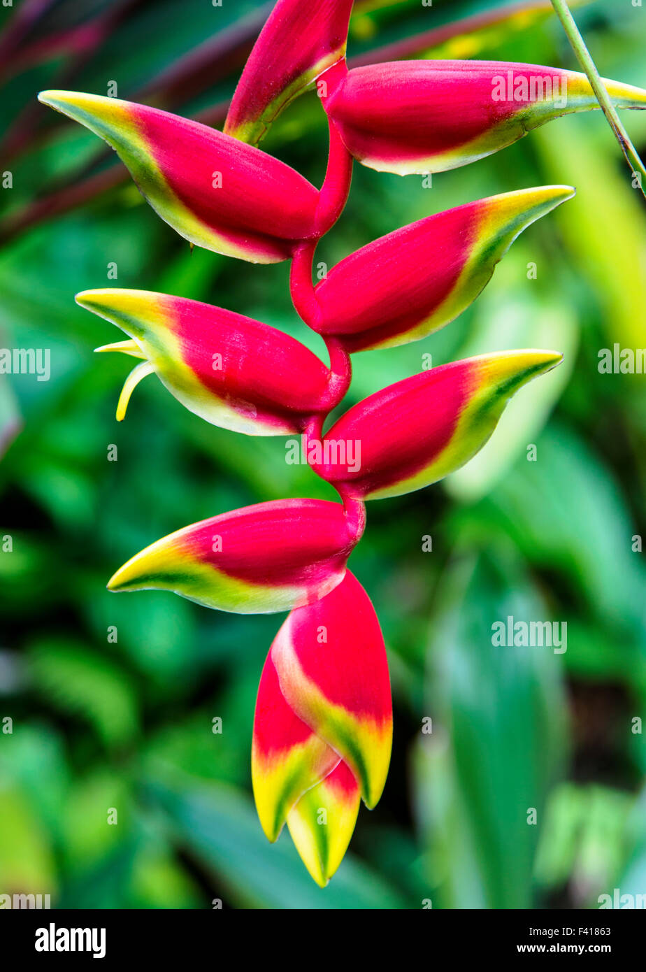 Wildblumen, hängende Hummergreifer, Heliconia Rostrata, Heliconiaceae, Hawaii Tropical Botanical Garden Natur bewahren; Hawaii Stockfoto