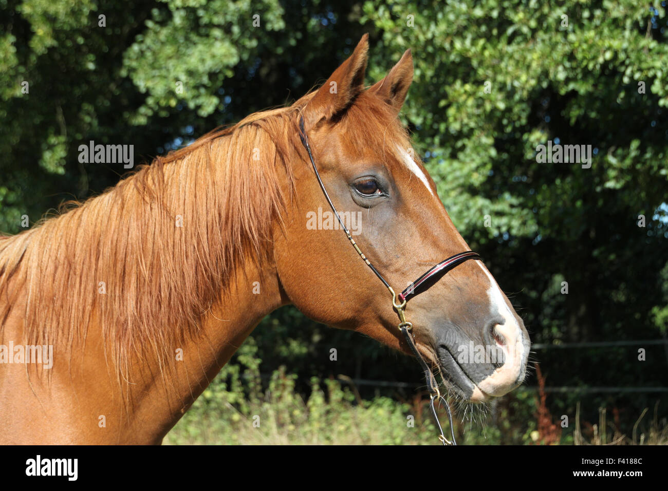 Arabisches Pferd Stockfoto