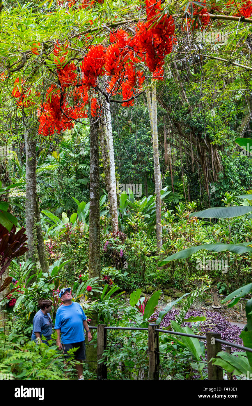 Touristen besuchen die Hawai ' i tropischen botanischen Garten Naturschutzgebiet; Big Island, Hawaii, USA Stockfoto