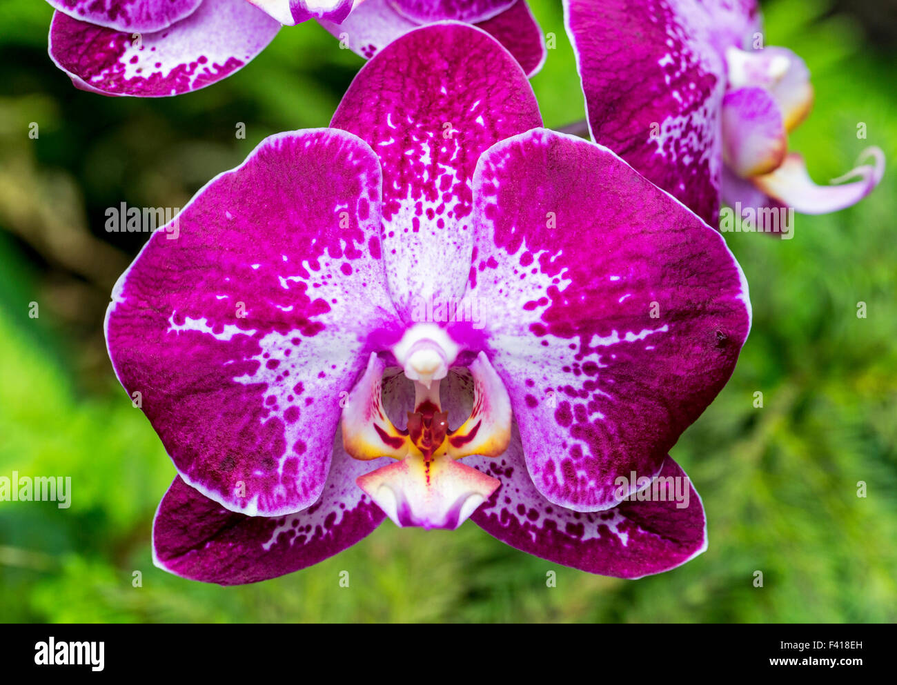 Orchidee; Orchidaceae; Hawaii Tropical Botanical Garden