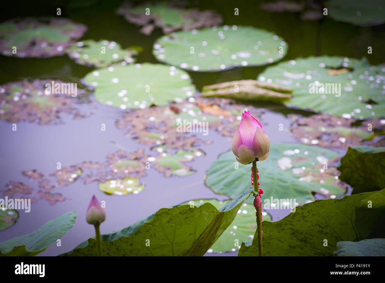 Lotus im Teich Stockfoto