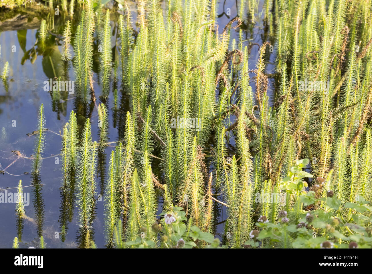 Hippuris Vulgaris, Mares Schweif, Schachtelhalm Stockfoto