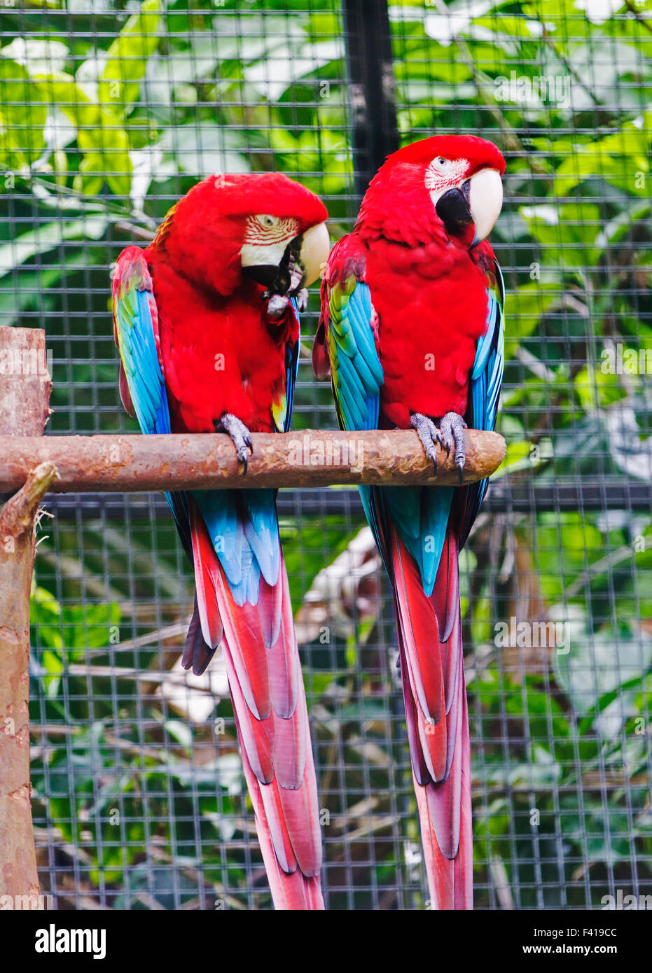Bunte Papagei, Hawai ' i tropischen botanischen Garten-Naturschutzgebiet; Big Island, Hawaii, USA Stockfoto