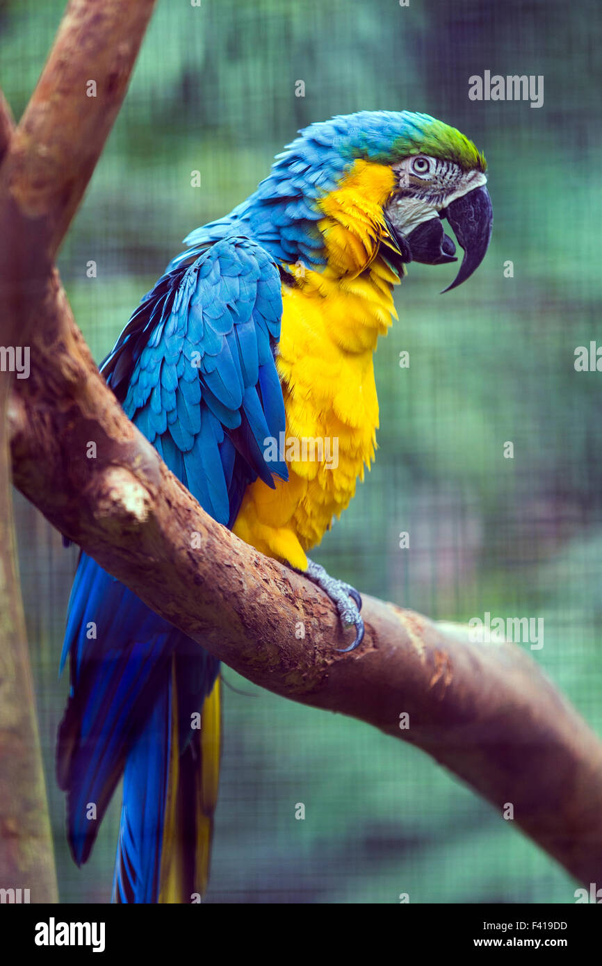 Bunte Papagei, Hawai ' i tropischen botanischen Garten-Naturschutzgebiet; Big Island, Hawaii, USA Stockfoto