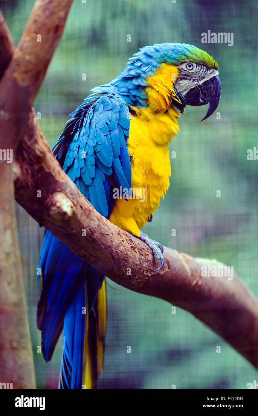 Bunte Papagei, Hawai ' i tropischen botanischen Garten-Naturschutzgebiet; Big Island, Hawaii, USA Stockfoto