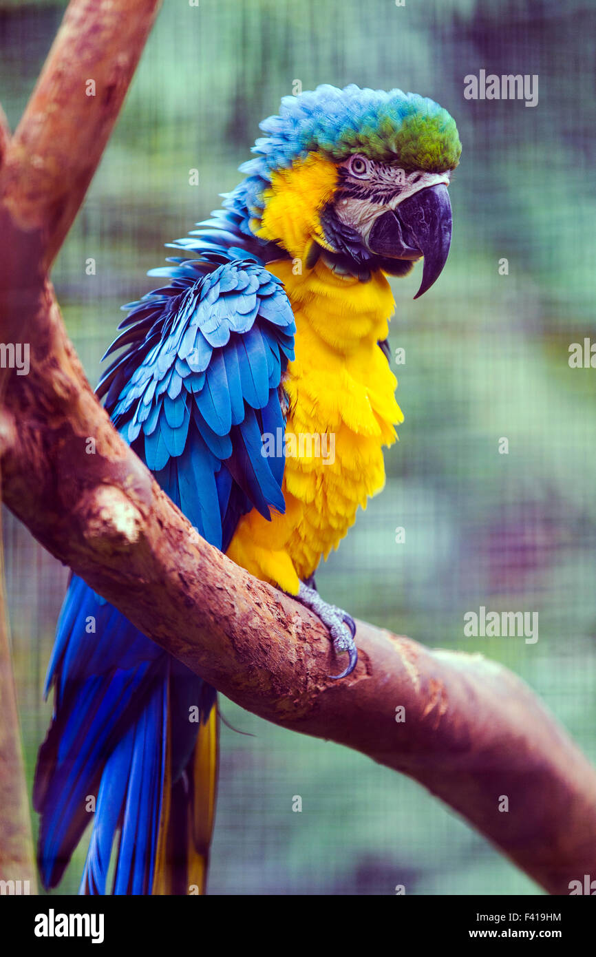 Bunte Papagei, Hawai ' i tropischen botanischen Garten-Naturschutzgebiet; Big Island, Hawaii, USA Stockfoto