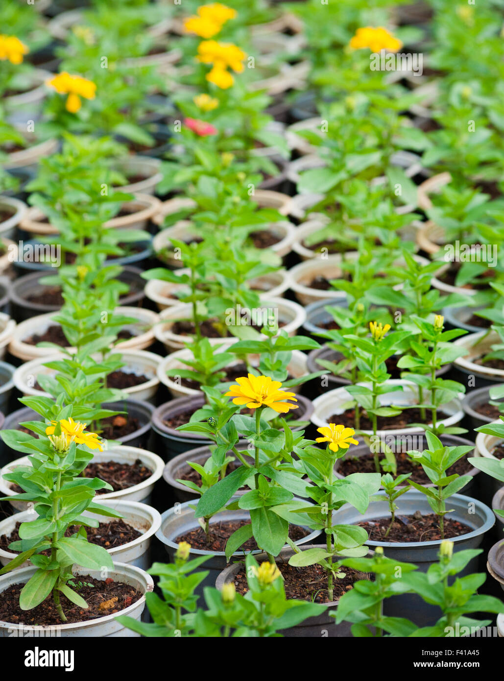 viele junge gelbe Blume Pflanzen in Töpfen Stockfoto