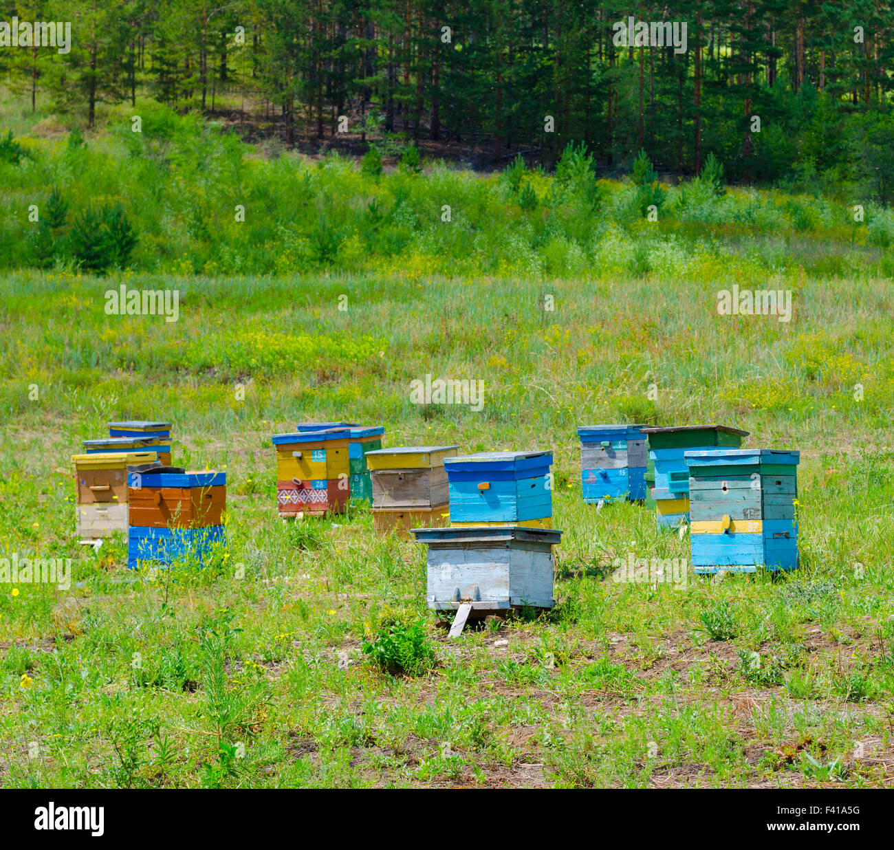 Wald-Bienengarten Stockfoto