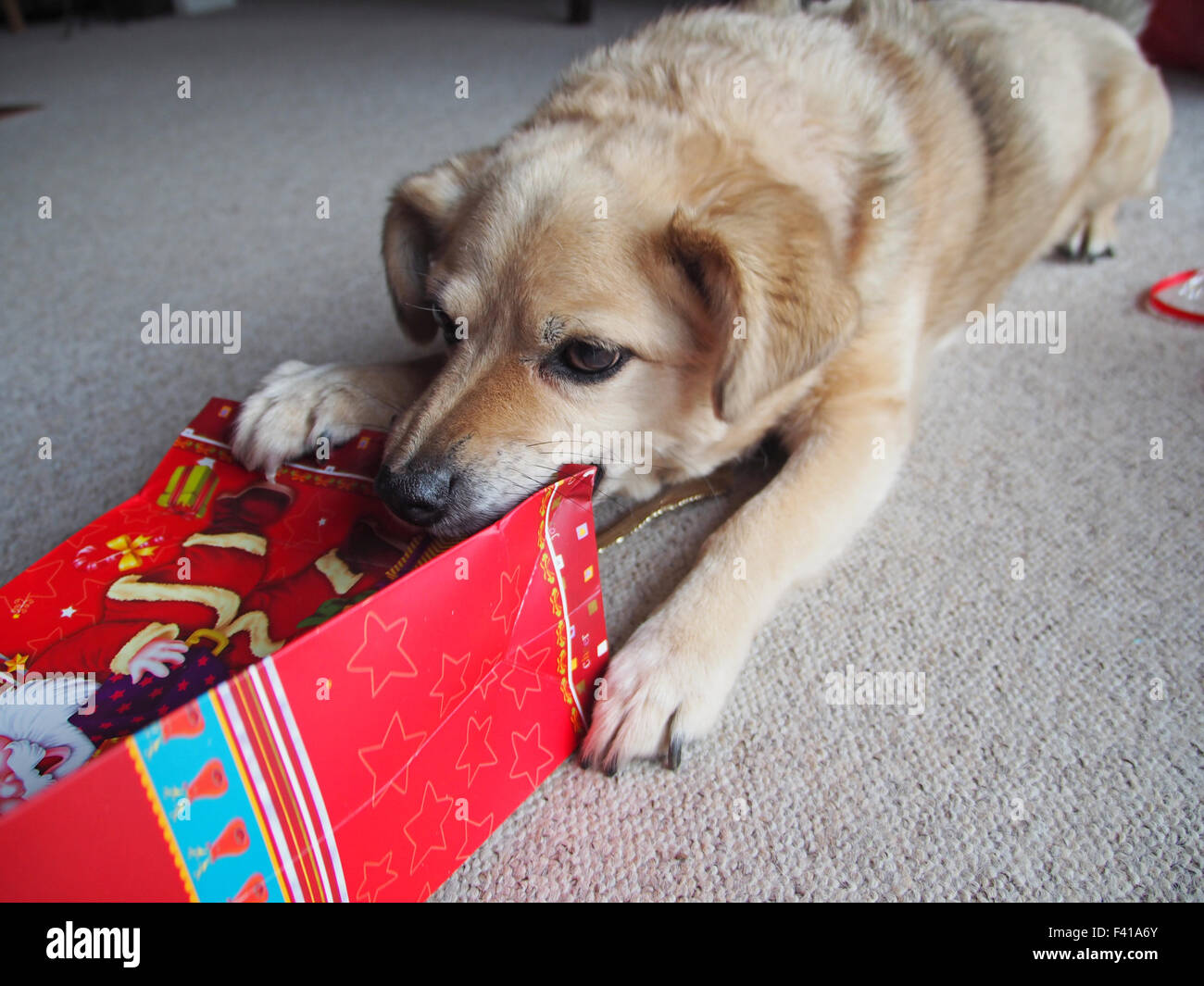 Hund mit einem Weihnachtsgeschenk Stockfoto