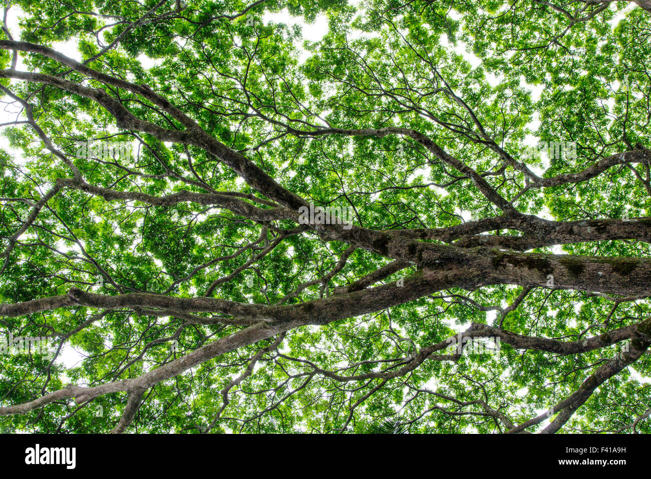 Monkeypod Baum; Saman; Regen-Baum; Unternehmen; Albizia Saman; Unternehmen Saman; Erbse; Fabaceae; Hawaii Tropical Botanical Garden Stockfoto