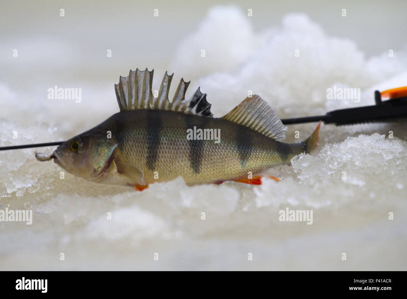 Süßwasser Barsche Angeln Stockfoto