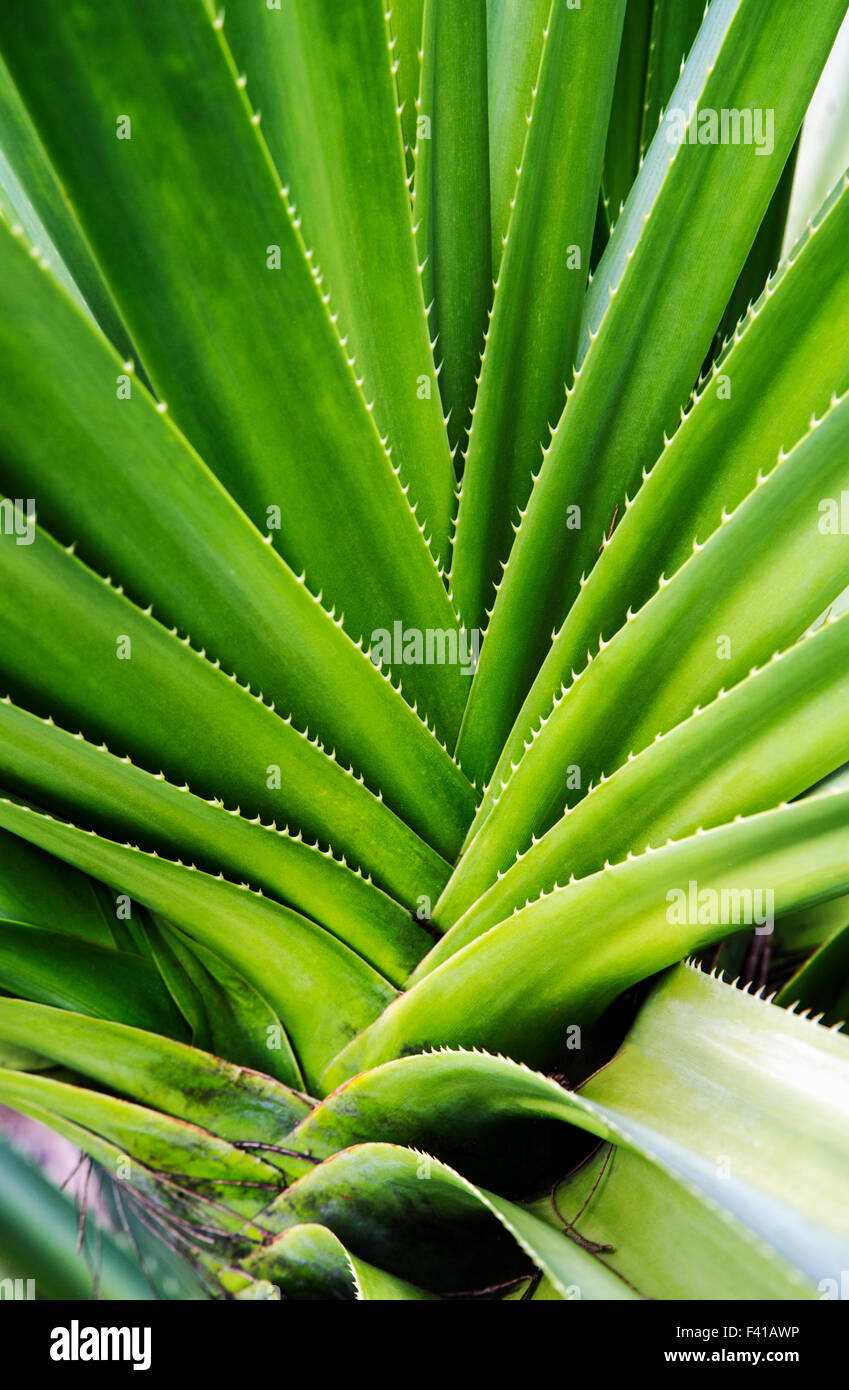 Coconut Palm; Niu; Coco; Hawaii Tropical Botanical Garden Naturschutzgebiet; Big Island, Hawaii, USA Stockfoto