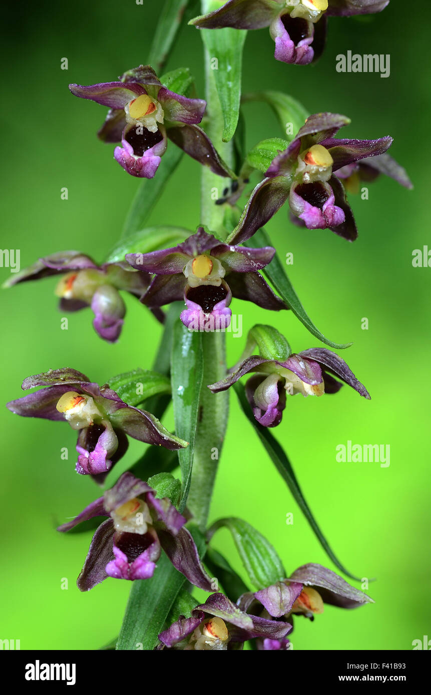 Orchidee, Epipactis helleborine Stockfoto