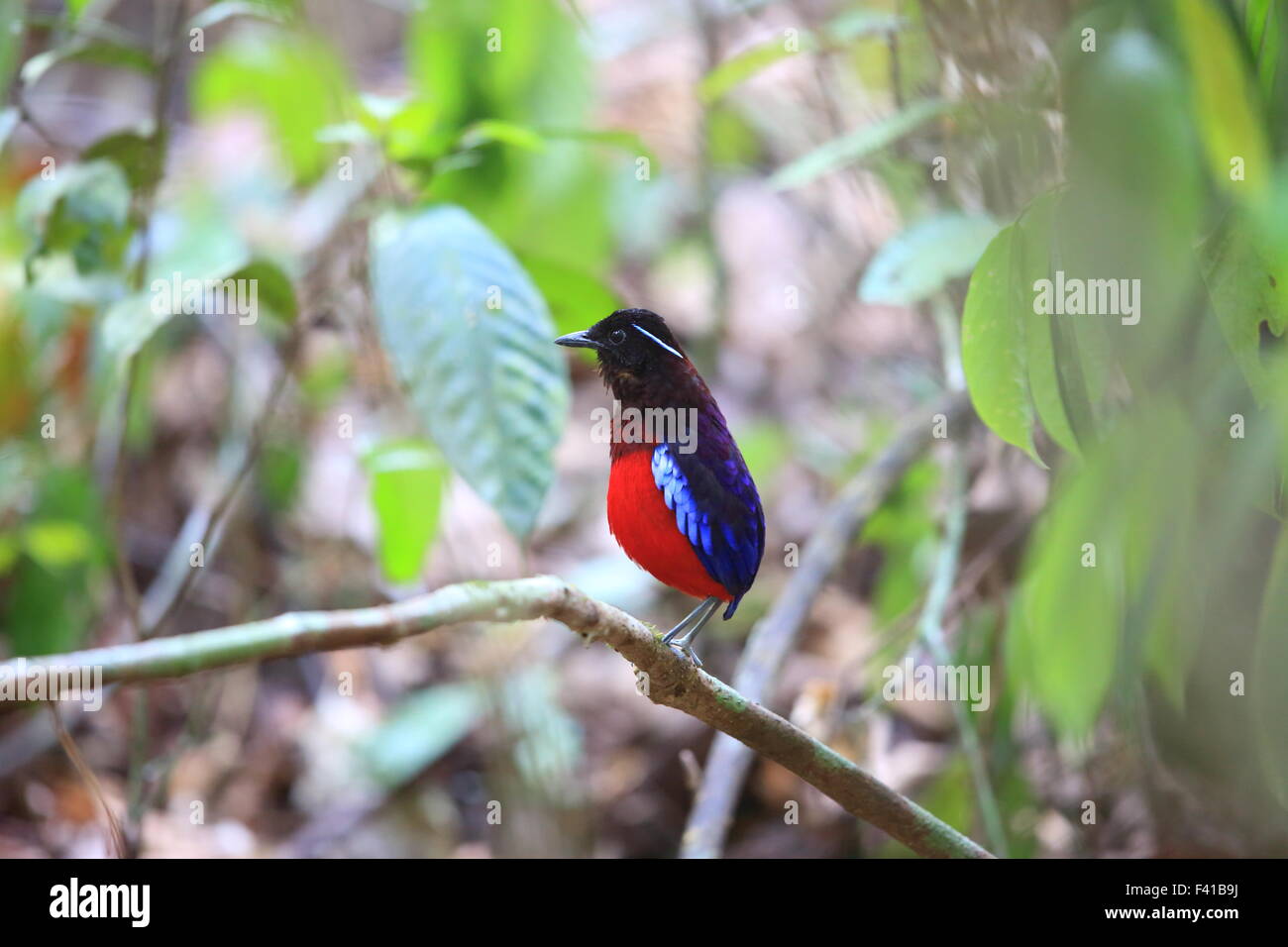 Black-headed Pitta (Erythropitta Ussheri) in Borneo, Malaysia Stockfoto