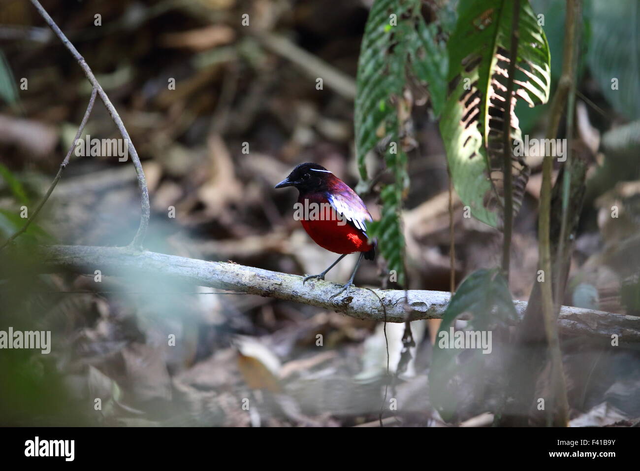 Black-headed Pitta (Erythropitta Ussheri) in Borneo, Malaysia Stockfoto