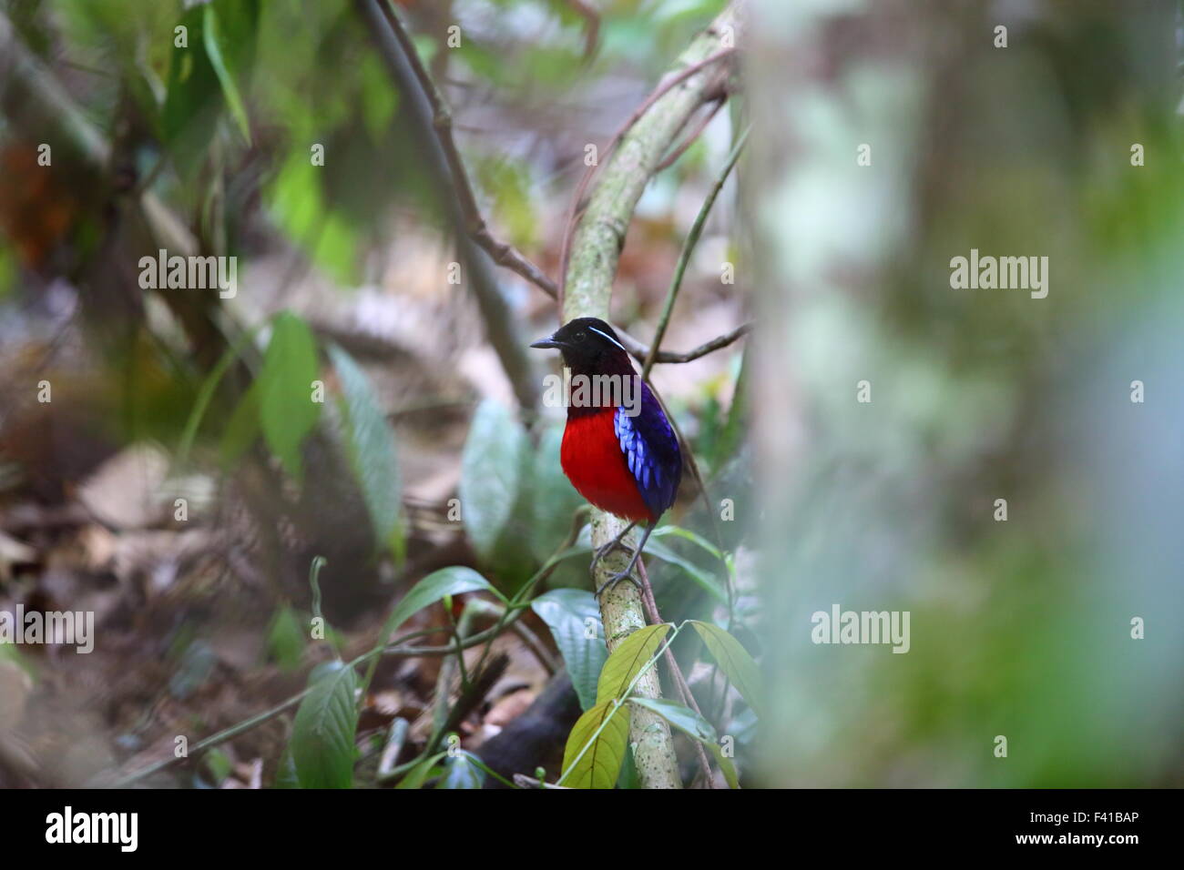 Black-headed Pitta (Erythropitta Ussheri) in Borneo, Malaysia Stockfoto