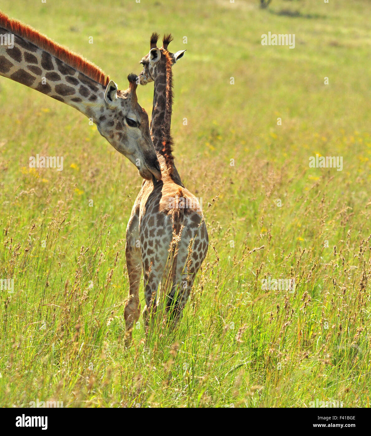 Weibliche Giraffe in Afrika mit einem Kalb. Stockfoto