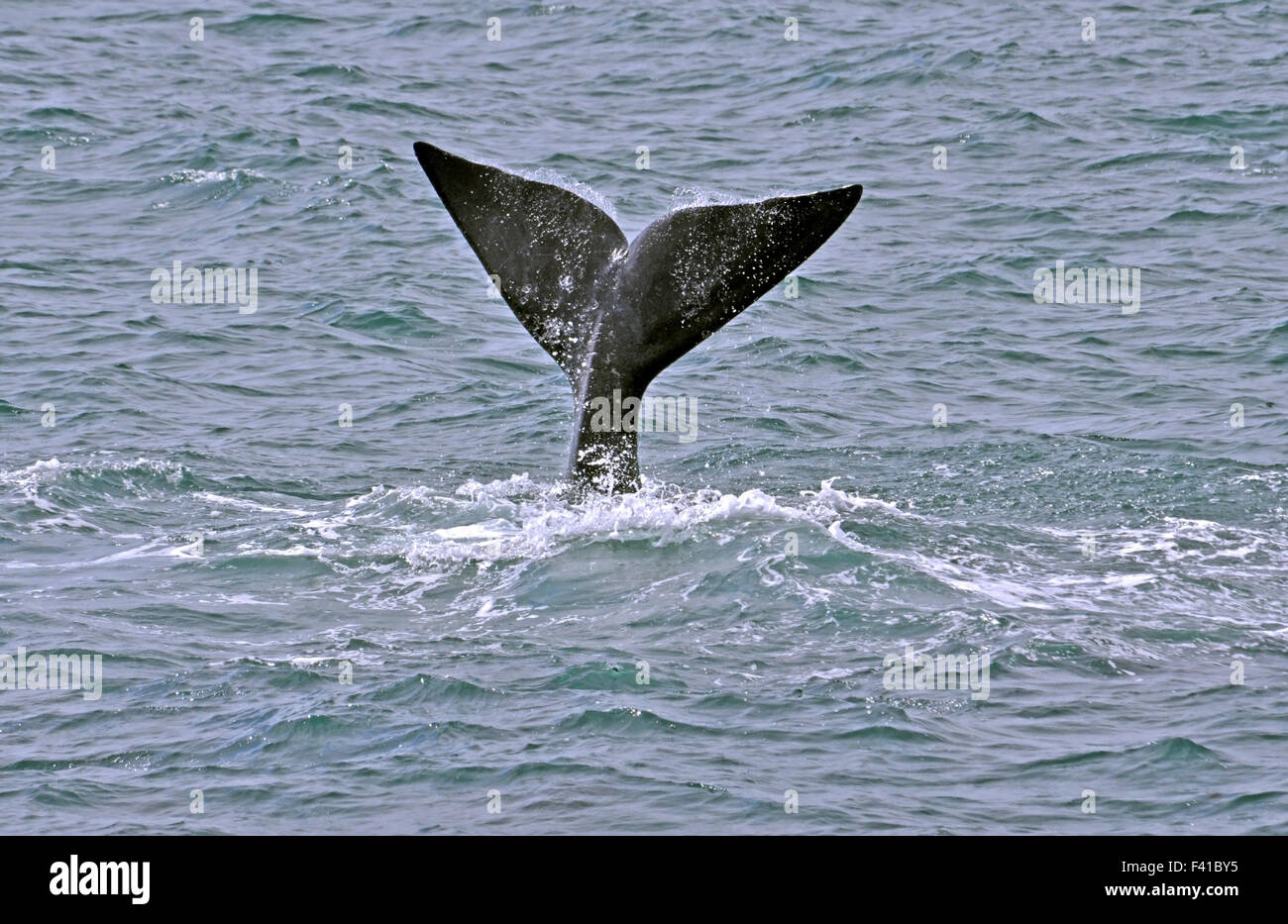 Southern Right Whale Stockfoto