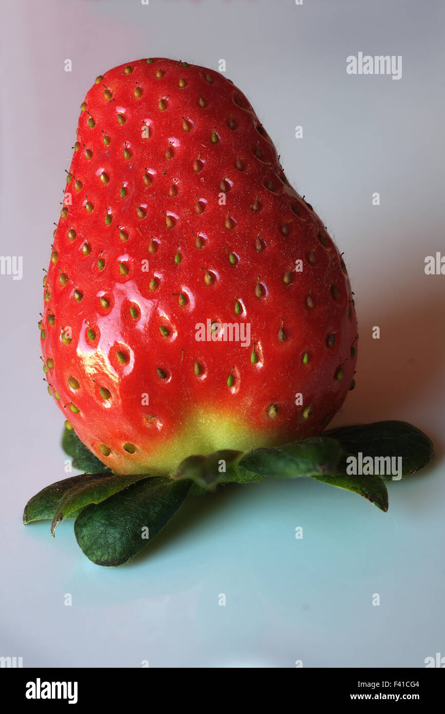 Erdbeere Frucht, Sabrina Stockfoto