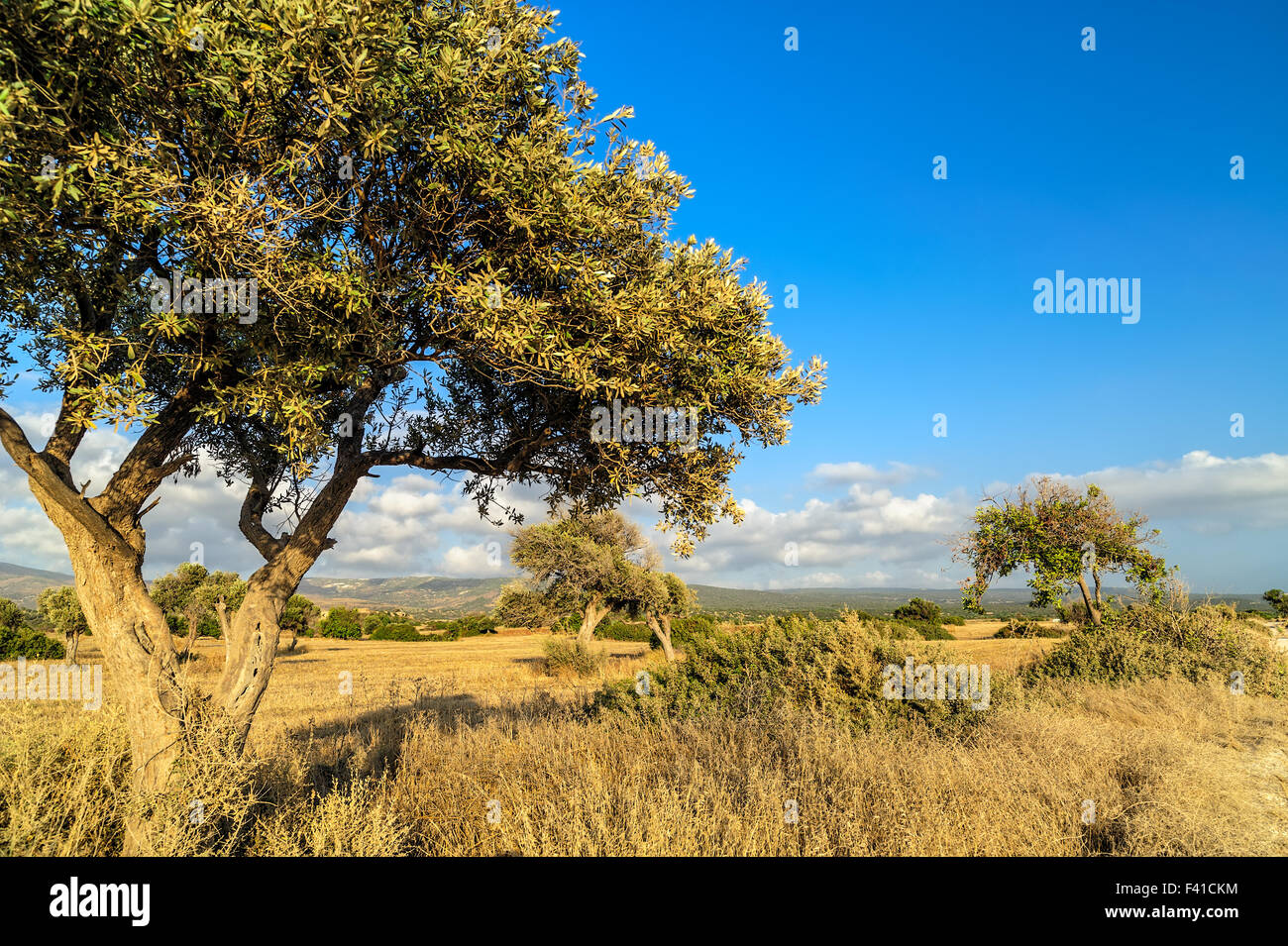Olivenbaum auf Dürre Wiese Stockfoto