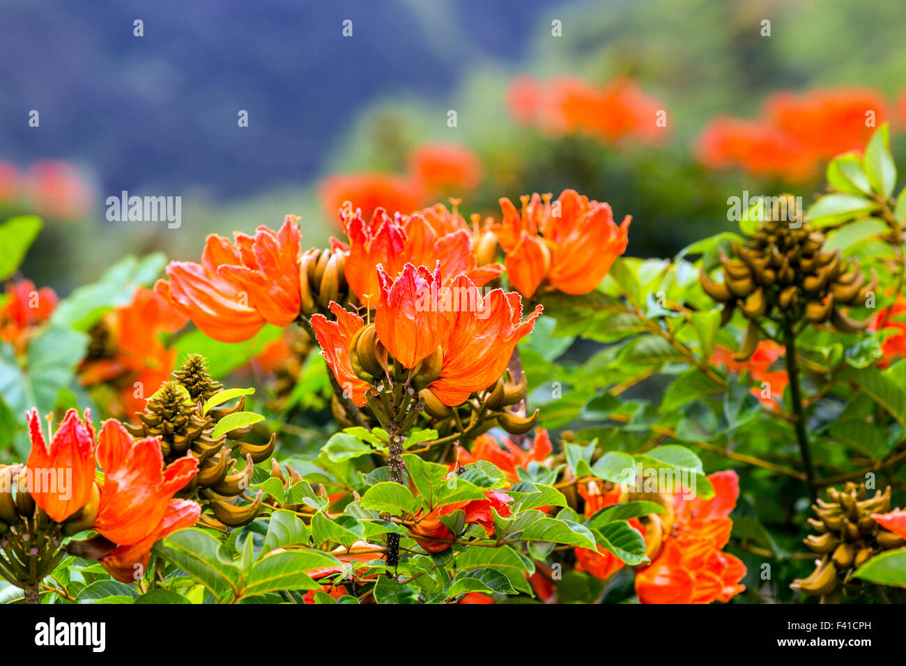 Afrikanischer Tulpenbaum oder Flame Tree; Spathodea Campanulata; Große Insel von Hawai ' i; USA Stockfoto