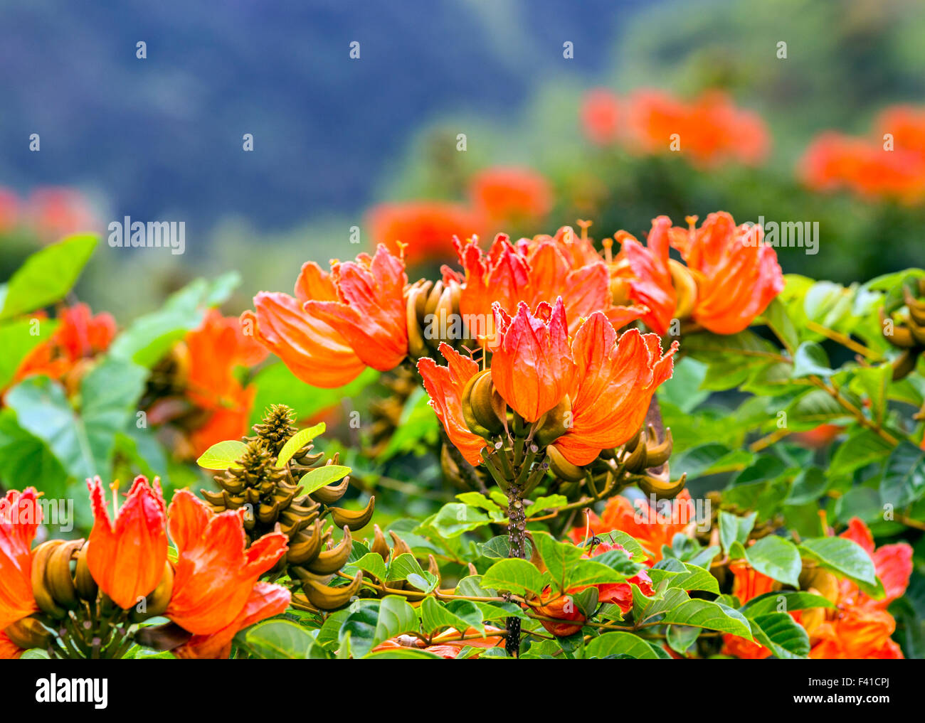 Afrikanischer Tulpenbaum oder Flame Tree; Spathodea Campanulata; Große Insel von Hawai ' i; USA Stockfoto
