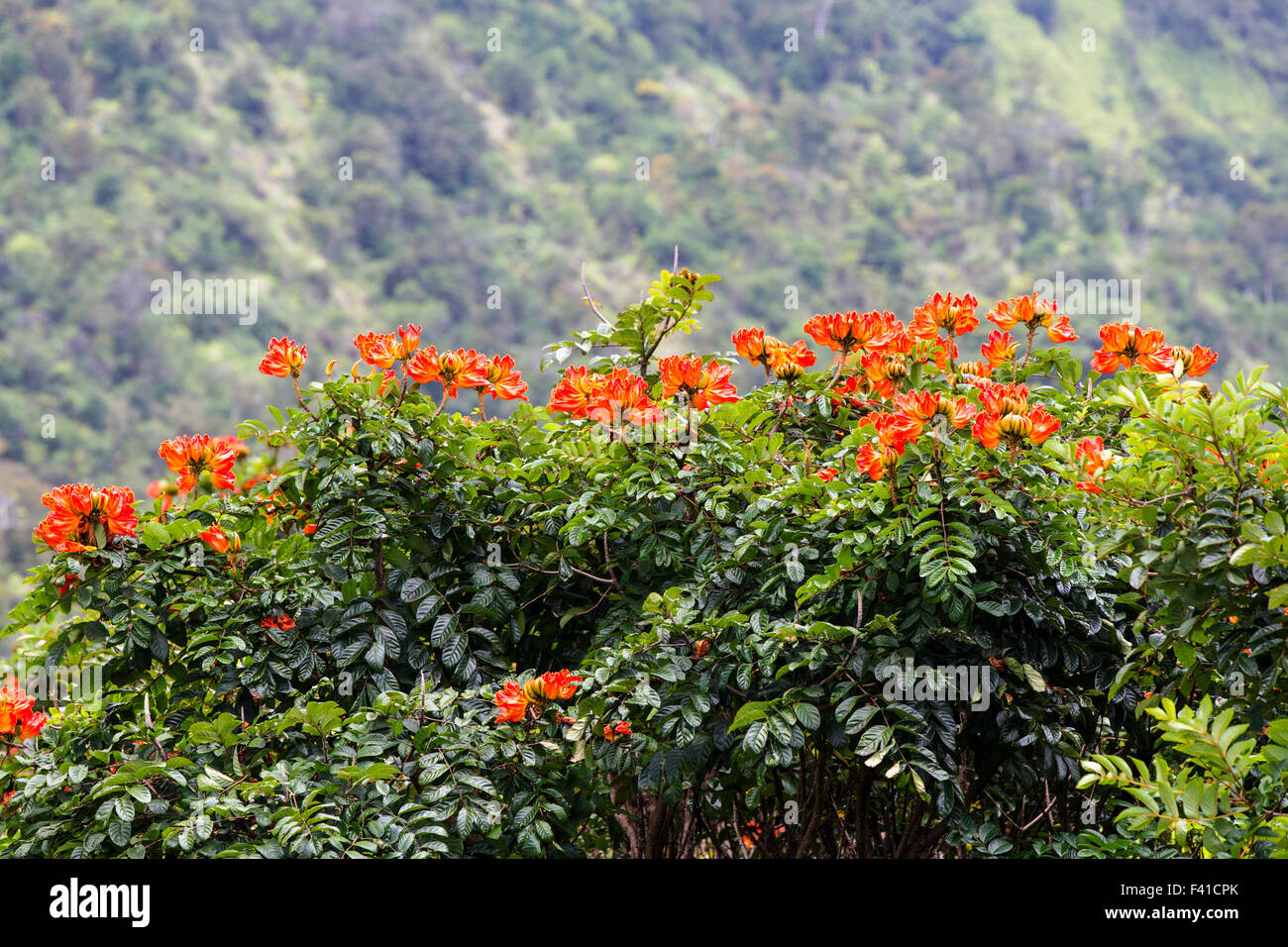 Afrikanischer Tulpenbaum oder Flame Tree; Spathodea Campanulata; Große Insel von Hawai ' i; USA Stockfoto