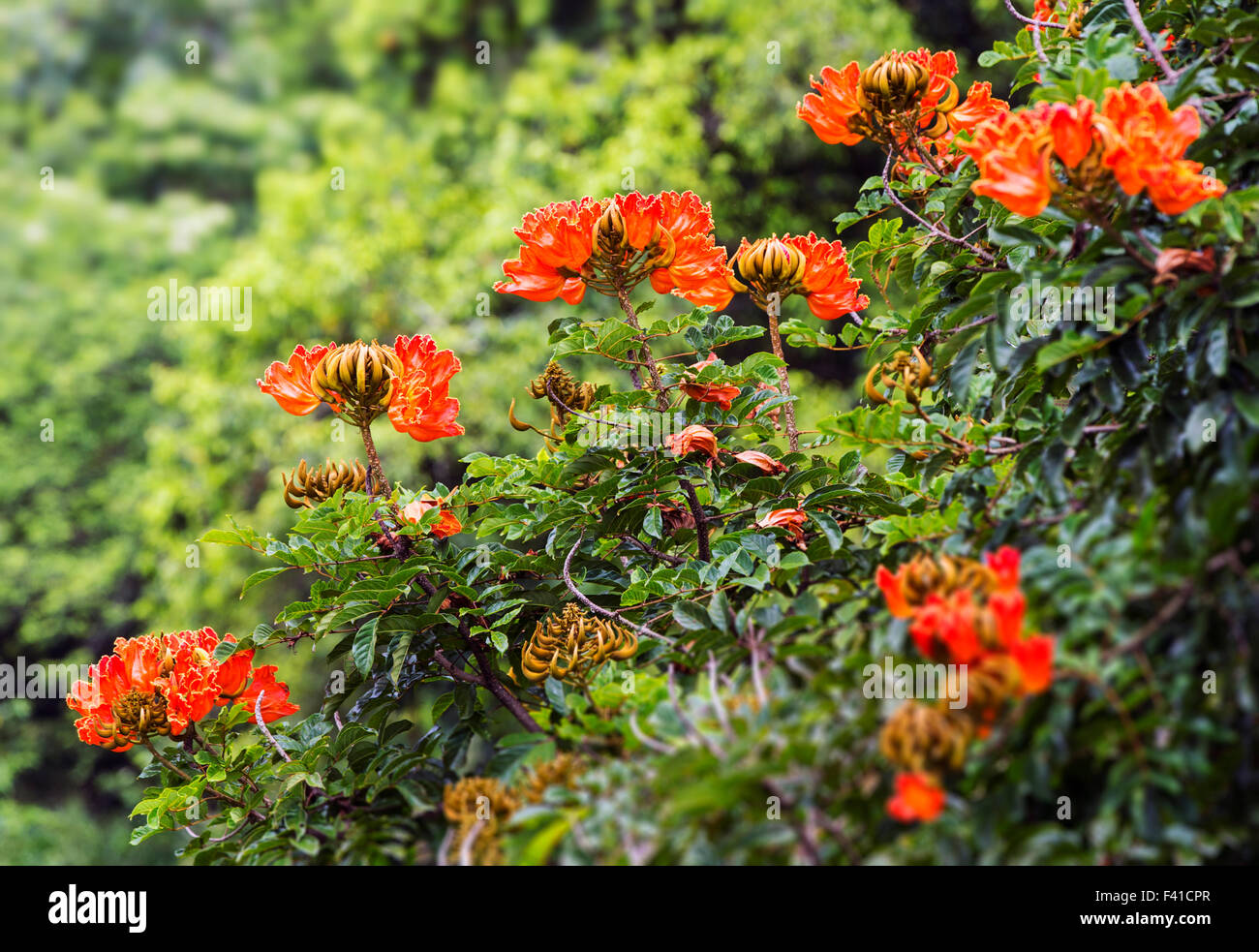 Afrikanischer Tulpenbaum oder Flame Tree; Spathodea Campanulata; Große Insel von Hawai ' i; USA Stockfoto