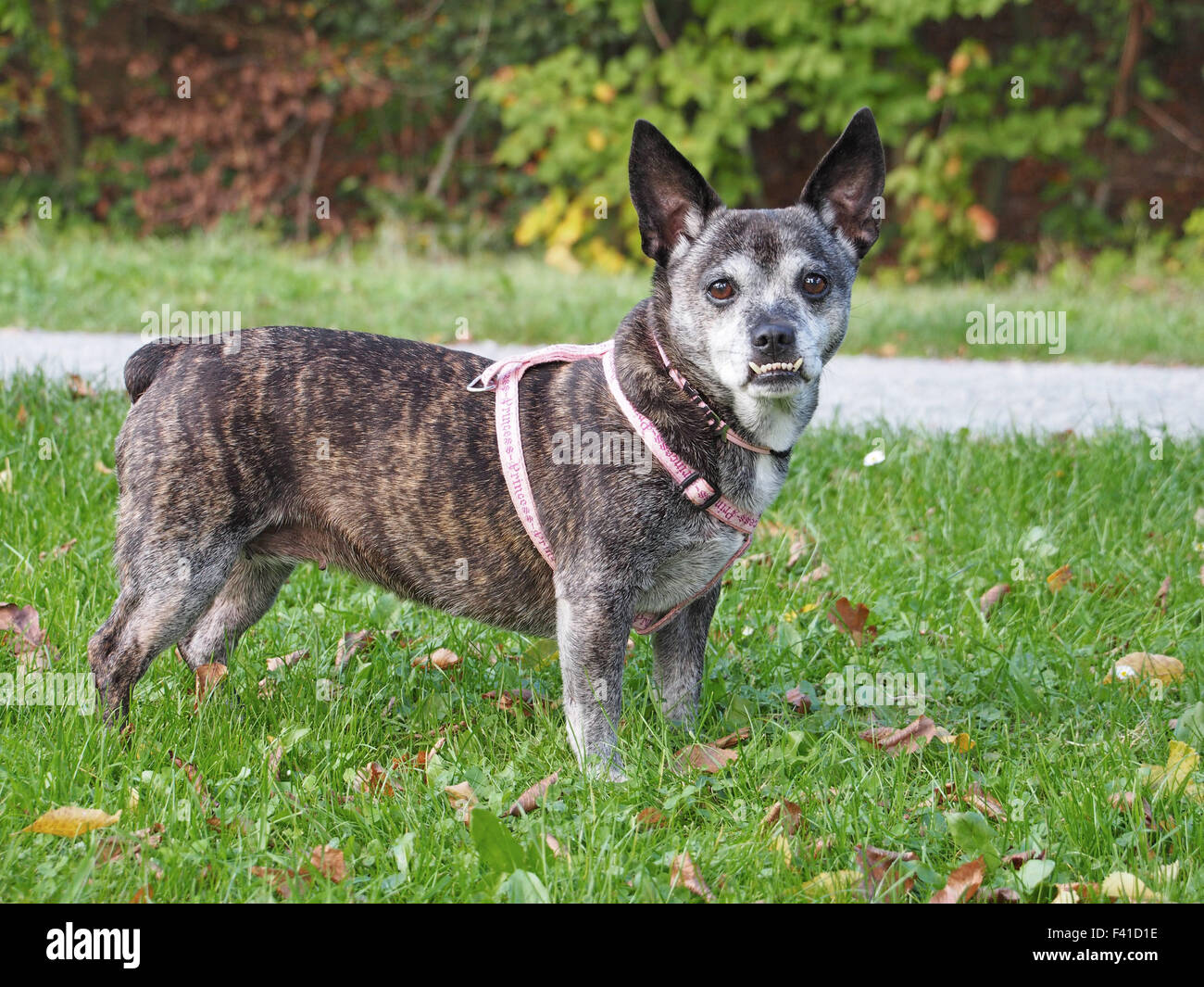 Underbite Stockfotos und bilder Kaufen Alamy